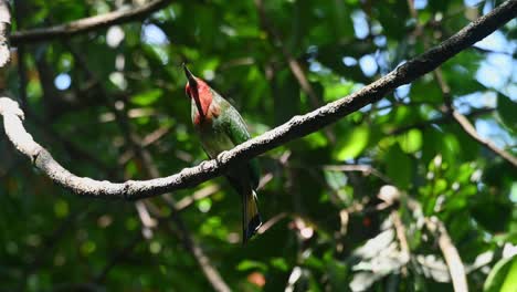 Seen-looking-up-while-perched-on-a-swinging-vine-then-jumps-off-to-fly-away,-Red-bearded-Bee-eater-Nyctyornis-amictus,-Kaeng-Krachan-National-Park,-Thailand