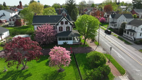 Beautiful-pink-blooming-trees-in-spring-in-American-small-town-setting