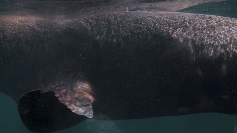 Nahaufnahme-Eines-Ziemlich-Majestätischen-Patagonischen-Seelöwen,-Der-In-Klarem-Wasser-Des-Ozeans-Taucht