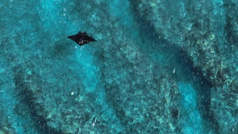 Black-manta-ray-mobula-Alfredi-swimming-slowly-above-shallow-coral-reef