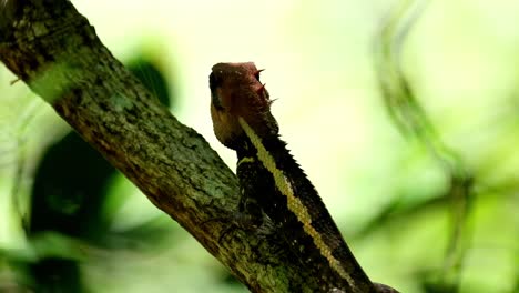 Seen-sticking-to-the-branch-pretending-to-be-part-of-the-branch,-Forest-Garden-Lizard-Calotes-emma,-Kaeng-Krachan-National-Park,-Thailand