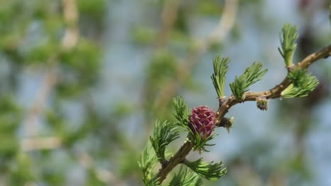 New-leaves-on-larch-with-buds
