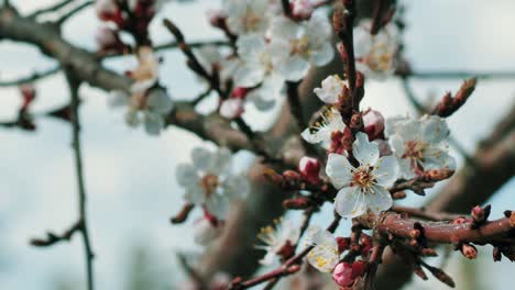 Peach-blossoms-in-spring-in-sunny-weather