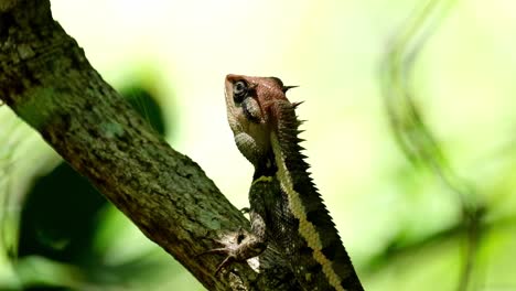 A-portrait-footage-of-this-lovely-lizard-as-the-camera-zooms-out,-Forest-Garden-Lizard-Calotes-emma,-Kaeng-Krachan-National-Park,-Thailand