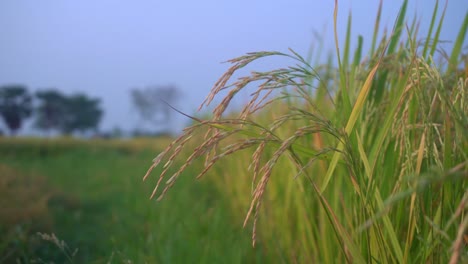 Reis-Ist-Das-Grundnahrungsmittel-Und-Die-Geldernte-Der-Meisten-Länder-Der-Welt