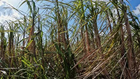 Zuckerrohrkulturen-Auf-Dem-Feld-Auf-Der-Insel-Amami-In-Japan-An-Einem-Hellen,-Windigen-Tag