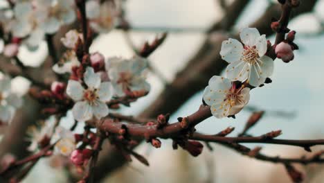 Peach-blossoms-in-spring-in-sunny-weather