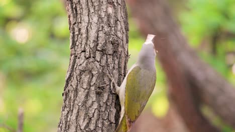 The-grey-headed-woodpecker-female-on-a-tree-in-Seoul-forest,-South-Korea