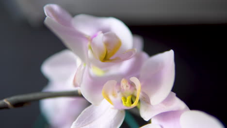 Schöner-Orchideenblumenhintergrund