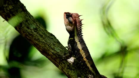Head-exposed-to-the-sun-while-resting-on-a-branch-deep-in-the-forest,-Forest-Garden-Lizard-Calotes-emma,-Kaeng-Krachan-National-Park,-Thailand