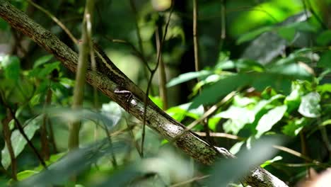 An-Einem-Heißen-Tag-Im-Wald-Auf-Einem-Ast-Sitzend-Gesehen,-Dann-In-Deckung-Gehen,-Forest-Garden-Lizard-Calotes-Emma,-Kaeng-Krachan-Nationalpark,-Thailand