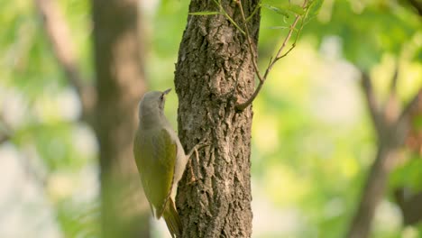 The-Grey-headed-Woodpecker-Female-Perching-on-a-Tree-in-Spring-Forest-and-Jumps-Down-at-Sunset