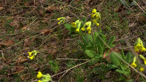 Several-flowers-of-Primula-Veris-with-fresh-green-rosettes-of-crinkly-oval-leaves,-medicinal-plant