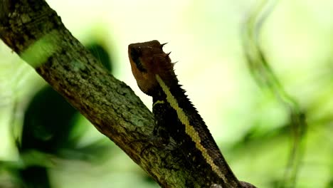 Seen-from-its-back-while-looking-out-into-the-forest,-Forest-Garden-Lizard-Calotes-emma,-Kaeng-Krachan-National-Park,-Thailand