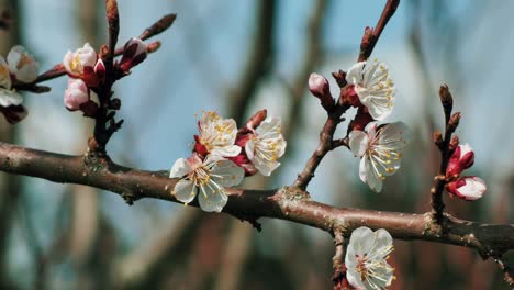 Pfirsichblüten-Im-Frühling-Bei-Sonnigem-Wetter