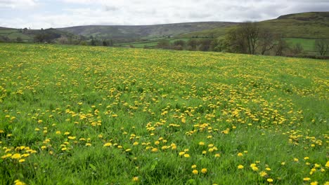 Very-low-aerial-drone-shot,-moving-forwards-over-a-field-with-dense-cover-of-yellow-dandelion-flowers