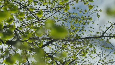 Frische,-Frühlingsblätter-Auf-Baum,-Zeitlupe,-Niedrige-Winkelansicht