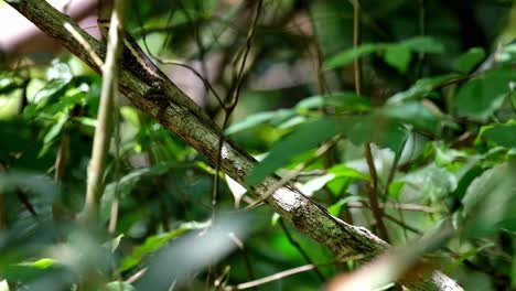Deep-within-the-foliage-pretending-to-be-part-of-the-branch-and-then-moves-up-going-to-the-left,-Forest-Garden-Lizard-Calotes-emma,-Kaeng-Krachan-National-Park,-Thailand