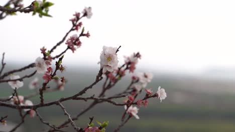 Atemberaubende-Nahaufnahme-Der-Sakura-Blüte,-Die-Zu-Blühen-Beginnt