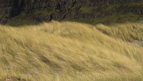 Beach-Grass-Blowing-With-The-Strong-Winds-In-Sandur-On-Sandoy,-Faroe-Islands