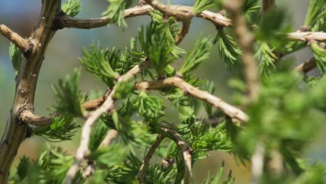 New-leaves-on-larch-with-buds