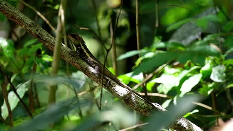 Seen-deep-into-the-foliage-resting-on-a-branch-and-then-moves-its-head-up-and-down,-Forest-Garden-Lizard-Calotes-emma,-Kaeng-Krachan-National-Park,-Thailand