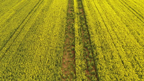Aerial-shot-of-canola-rapeseed-plantation-in-bloom