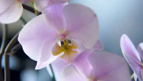Makroaufnahme-Einer-Wunderschönen-Orchideenpflanze-Mit-Blühenden-Blumen