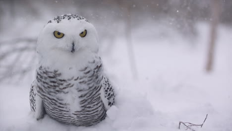 Canadian-Tundra---Hunting-bird-of-prey---Snowy-Owl