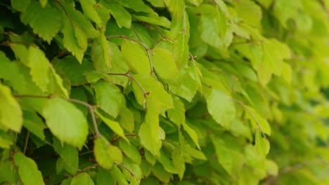 Fresh,-spring-leaves-on-bush,-slow-motion,-close-up
