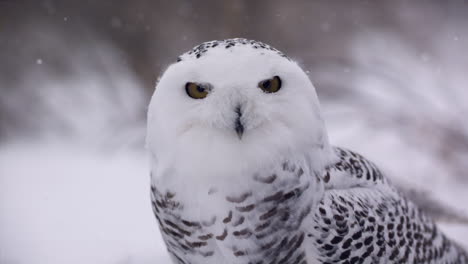 Slow-motion-view-of-a-snowy-owl-in-a-winter-landscape---Hunting-bird-of-prey