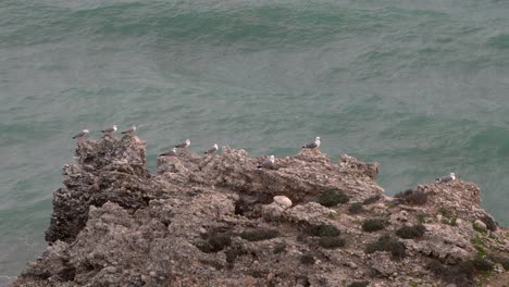Group-of-seagulls-sitting-on-big-rock-with-slow-motion-waves-in-background