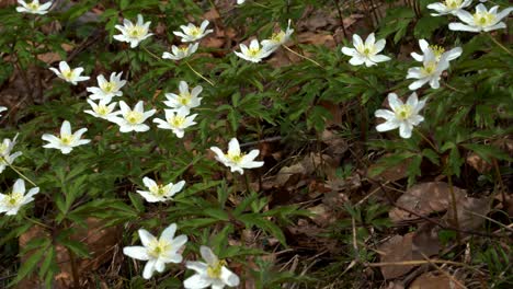 Weiße-Wilde-Bergblumen-Blühen-Im-Zeitigen-Frühjahr