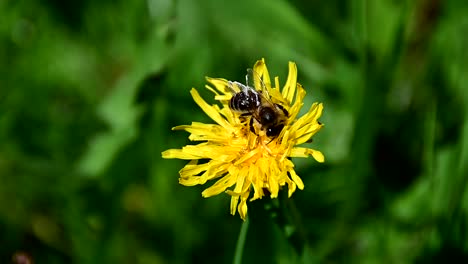 Footage-of-Bee-collecting-pollen-from-yellow-flower