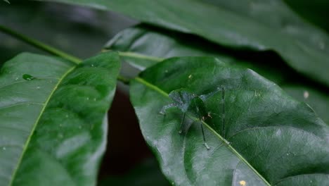 Seen-in-the-middle-of-the-leaf-resting,-Katydid-on-the-leaf,-Kaeng-Krachan-National-Park,-Thailand