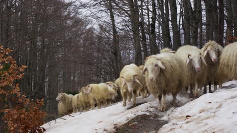 Lambs-and-sheep-walking-on-snow-through-forest-trees-in-winter