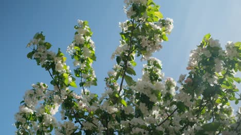 árbol-Floreciendo,-Cámara-Lenta-De-Ramas-Oscilantes-Contra-El-Cielo-Azul-En-El-Día-Soleado