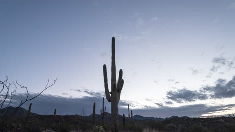 Sunrise-Timelapse-of-giant-saguaro-cactus-in-Sonoran-Arizona-Desert
