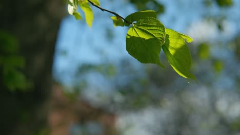 Twig-with-green-leaves-swaying-in-wind,-slow-motion