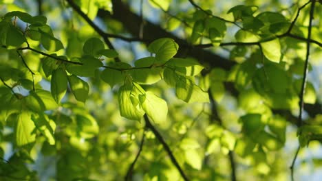 Fresh,-spring-leaves-on-tree-branches-with-soft-sunlight,-slow-motion