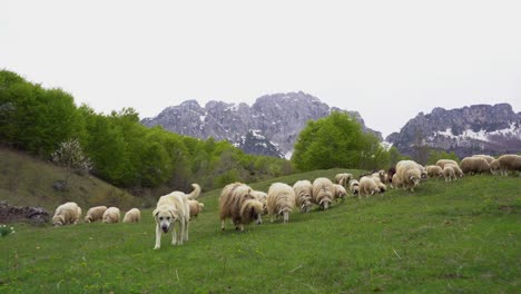 Shepherd-dog-leading-the-sheep-and-lambs-toward-green-meadow-with-mountains-background