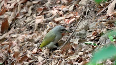 The-grey-headed-woodpecker-female-looking-for-food-in-fallen-leaves
