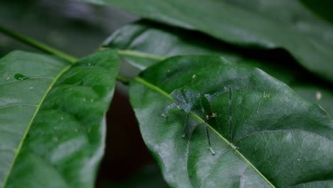 Ein-Zoom-Aus-Diesem-Insekt-Von-Seinem-Rücken-Aus-Gesehen,-Während-Es-Auf-Einem-Blatt-Ruht,-Katydid-Auf-Dem-Blatt,-Kaeng-Krachan-Nationalpark,-Thailand