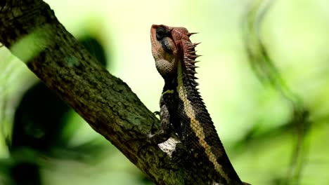 Seen-facing-to-the-left-as-the-camera-zooms-out,-Forest-Garden-Lizard-Calotes-emma,-Kaeng-Krachan-National-Park,-Thailand