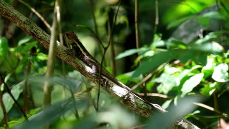 A-zoom-out-of-this-individual-perched-on-a-branch-in-the-forest,-Forest-Garden-Lizard-Calotes-emma,-Kaeng-Krachan-National-Park,-Thailand