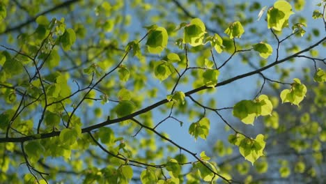 Twig-with-vivid,-green-leaves-against-blue-sky,-slow-motion