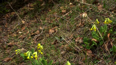 Heilpflanze-Primula-Officinalis-Mit-Gelben-Blütenblättern-Wächst-Im-Frühjahr-In-Hochalpinen-Bergen