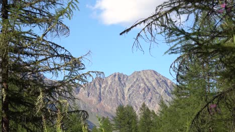 Rocky-Mountains-Im-Hintergrund-Mit-Bäumen-Im-Vordergrund