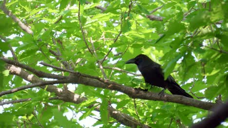 A-raven-perched-on-a-tree-branch-calls-out-and-then-flies-away