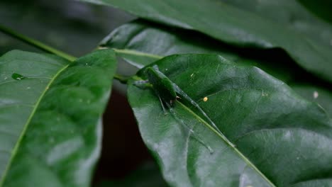The-camera-zooms-out-revealing-this-lovely-insect-resting-on-a-wide-leaf,-Katydid-on-the-leaf,-Kaeng-Krachan-National-Park,-Thailand